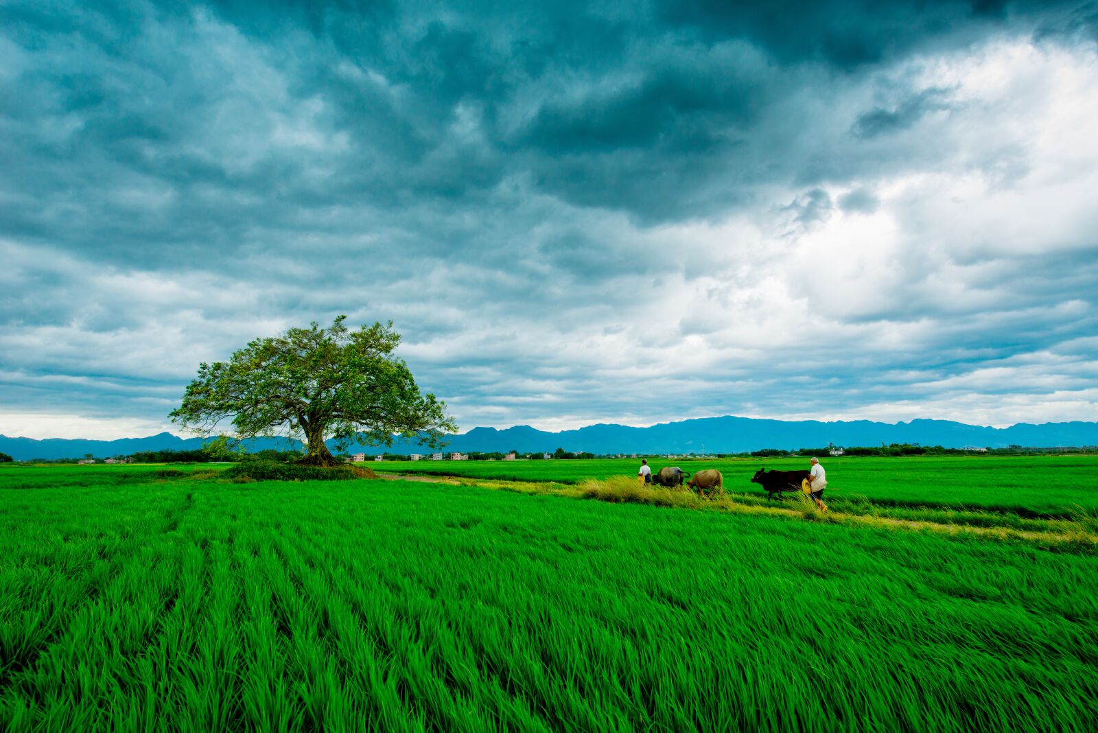 Nikon D800E sample photo. In wheat field, agriculture photography