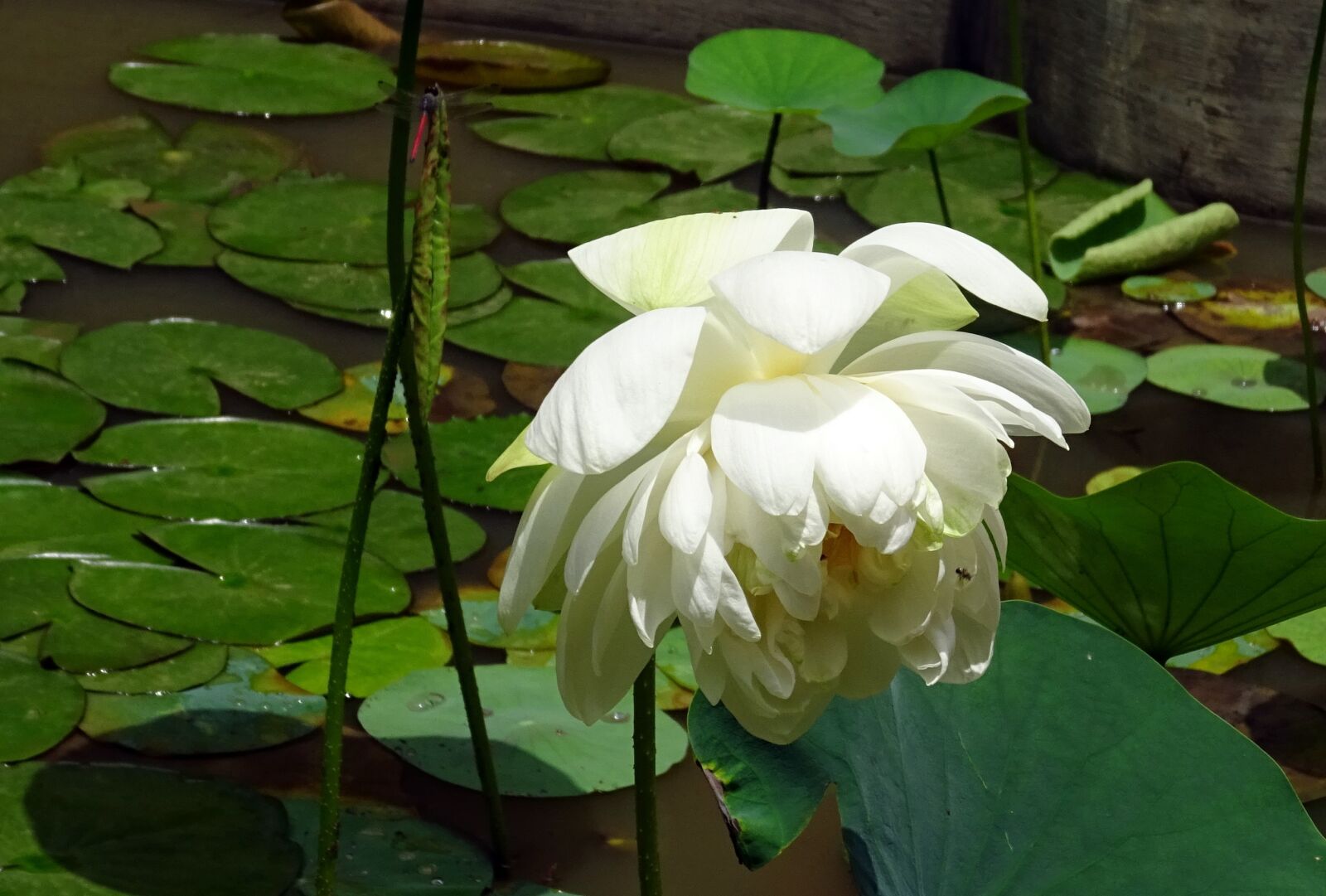 Sony DSC-HX60V sample photo. Lotus, flower, white photography