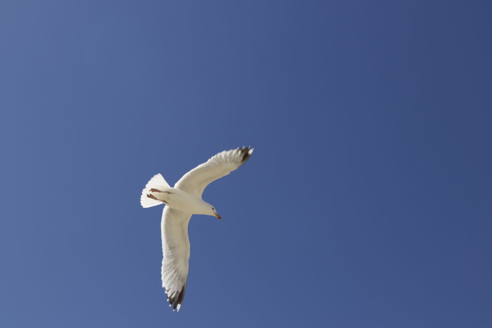 Canon EOS 80D sample photo. Black headed gull, seemoeve photography