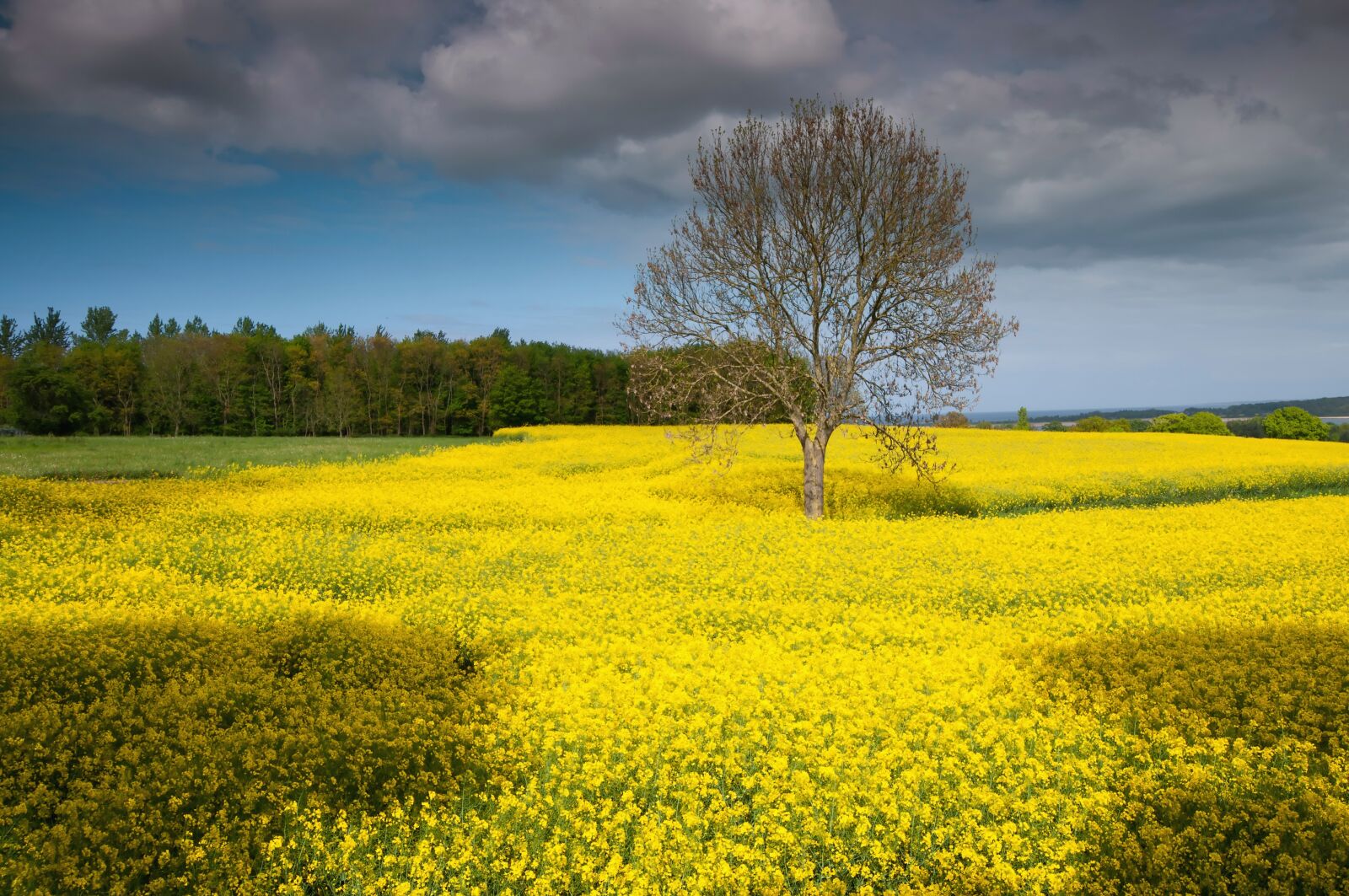 Nikon D300S sample photo. R gen, island, oilseed photography