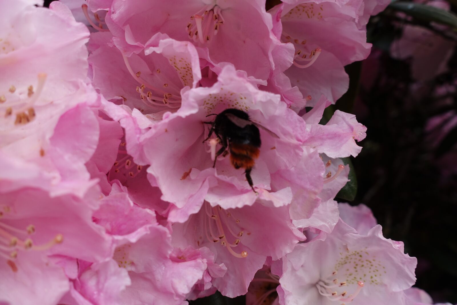 Sony Cyber-shot DSC-RX100 III sample photo. Bee, bees, honey bee photography