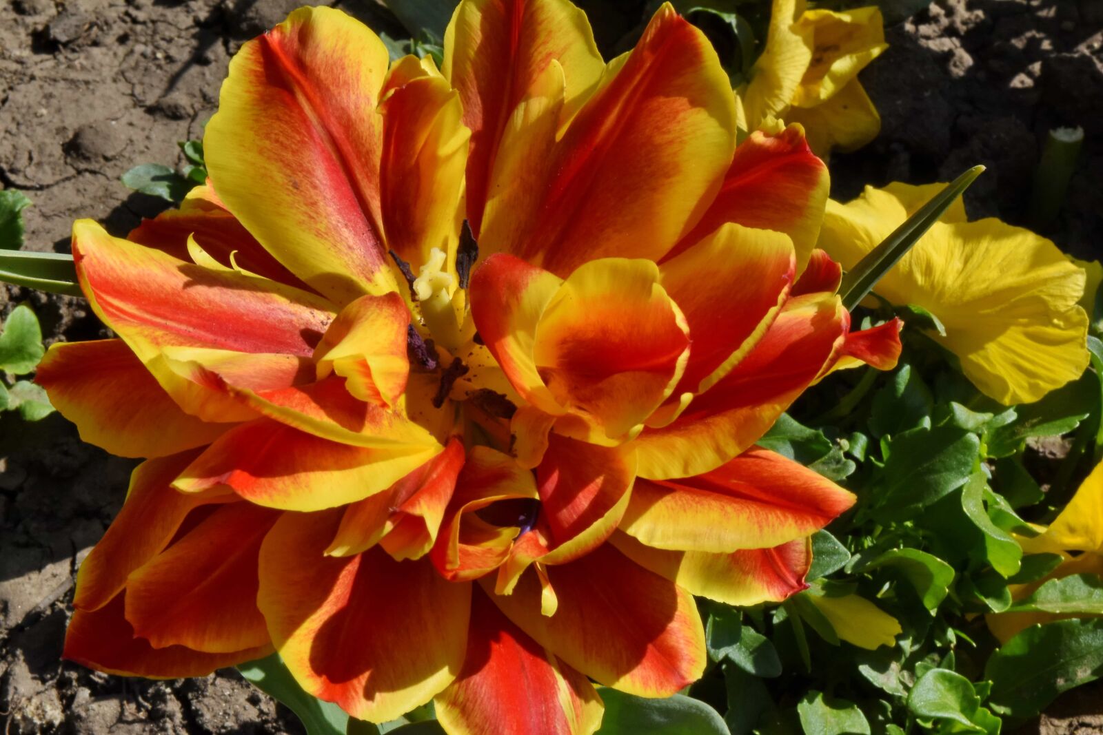 Nikon D5500 sample photo. Tulips, garden, bouquet, blossom photography