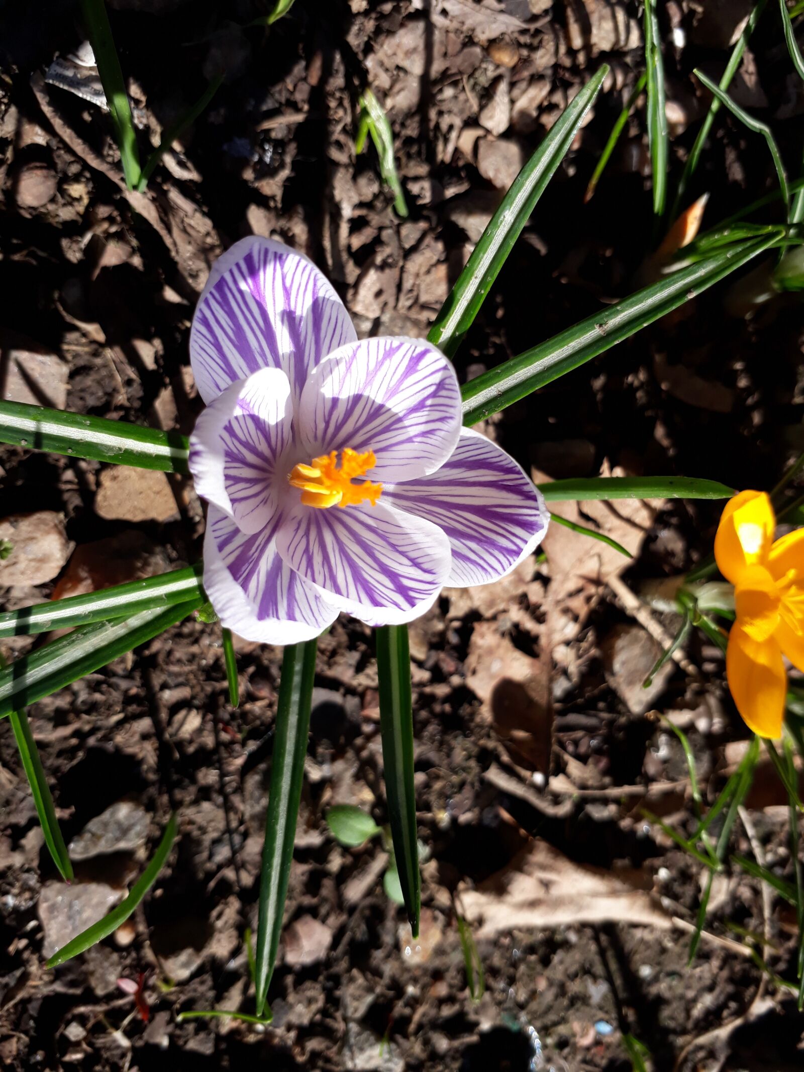 Samsung Galaxy J5 Prime sample photo. цветы, лето, клумба photography