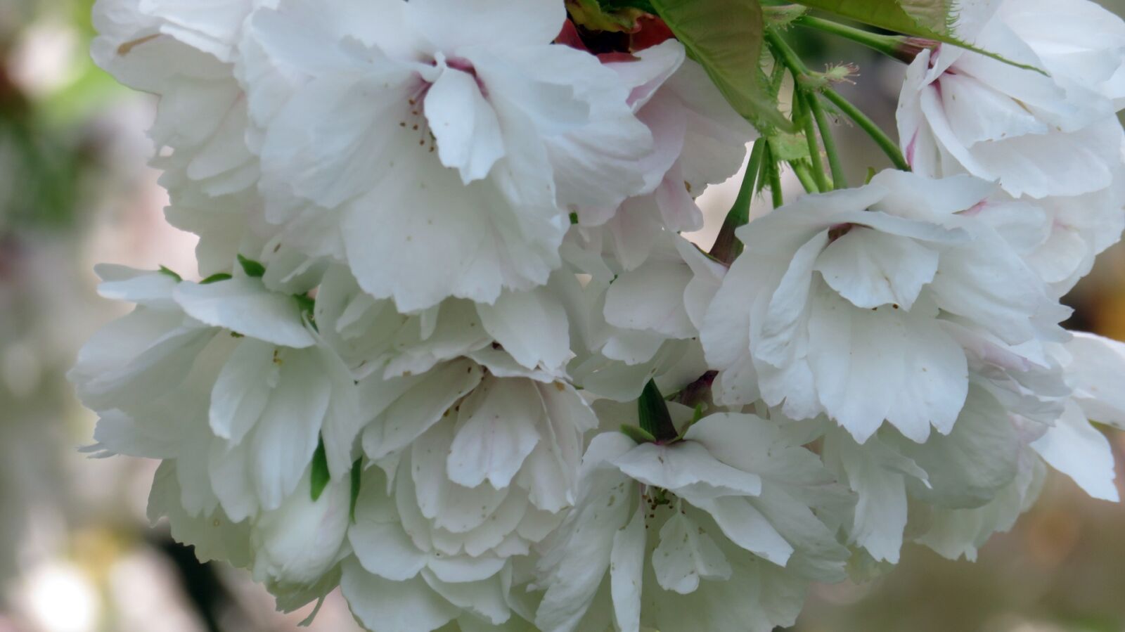 Canon PowerShot SX720 HS sample photo. Spring, blossom, bloom photography