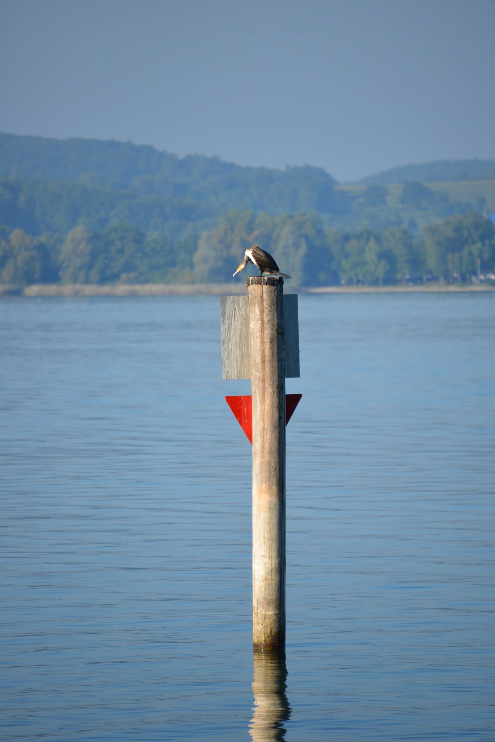 Nikon D600 sample photo. Heron, bird, lake constance photography