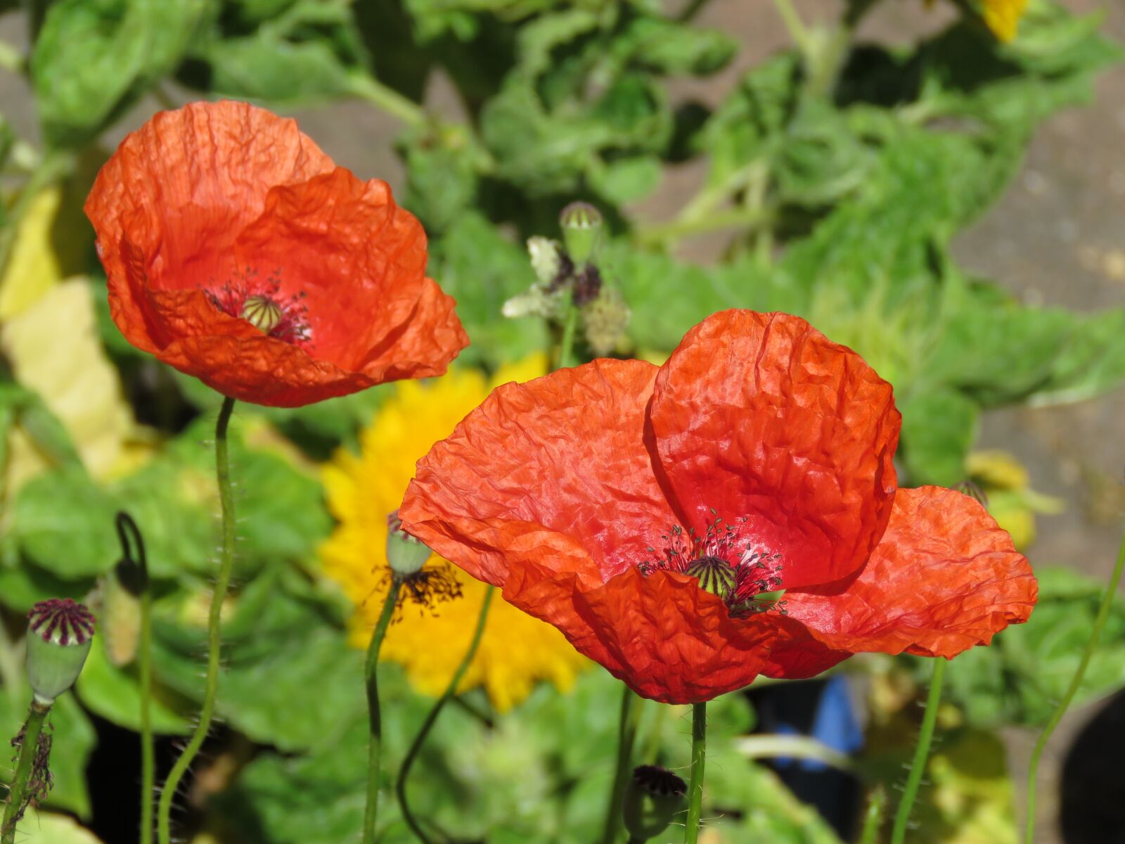 Canon PowerShot SX60 HS sample photo. Poppies, poppy, sunflower photography