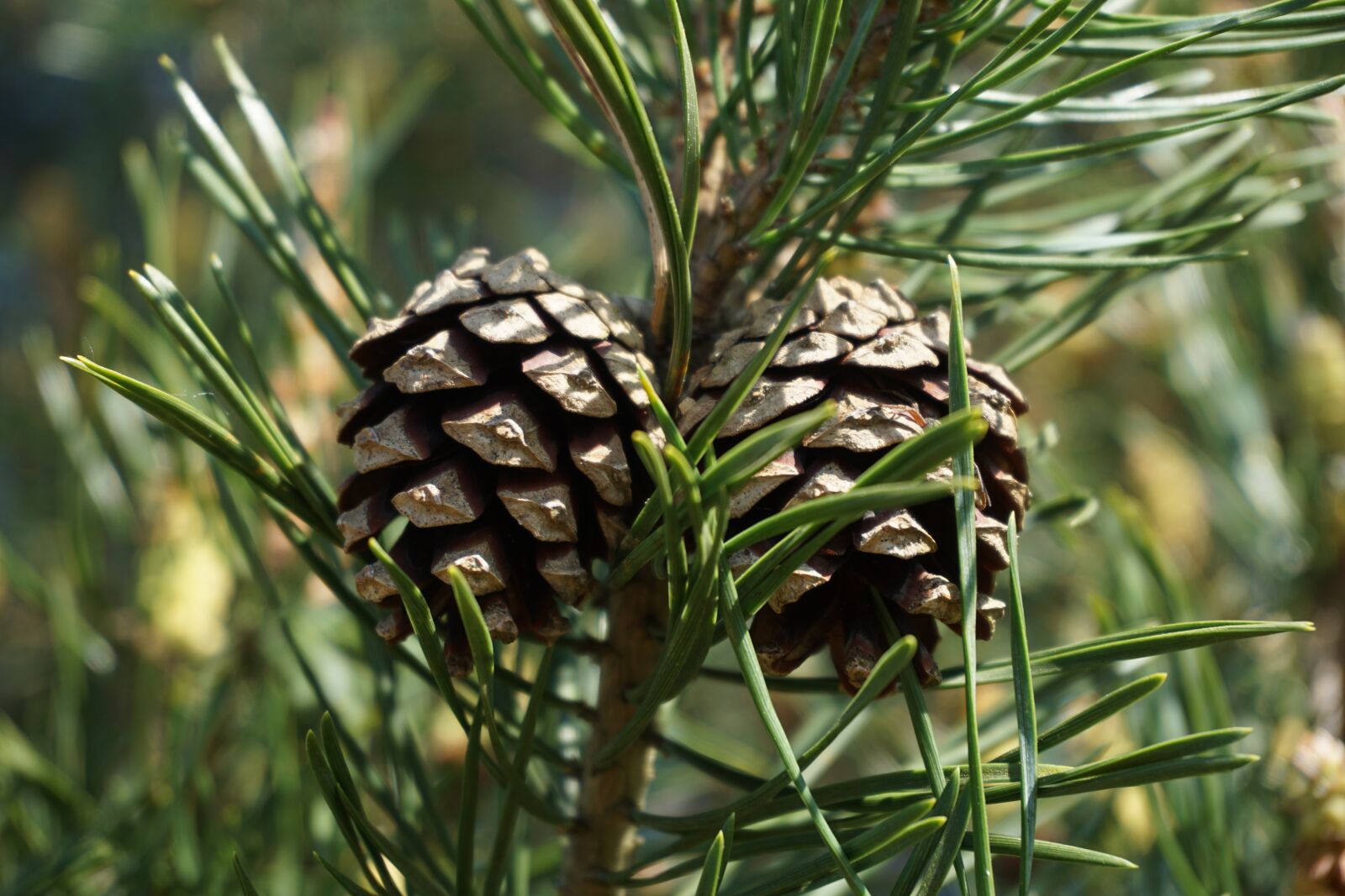 Sony a6000 sample photo. Pinus sylvestris, scots pine photography
