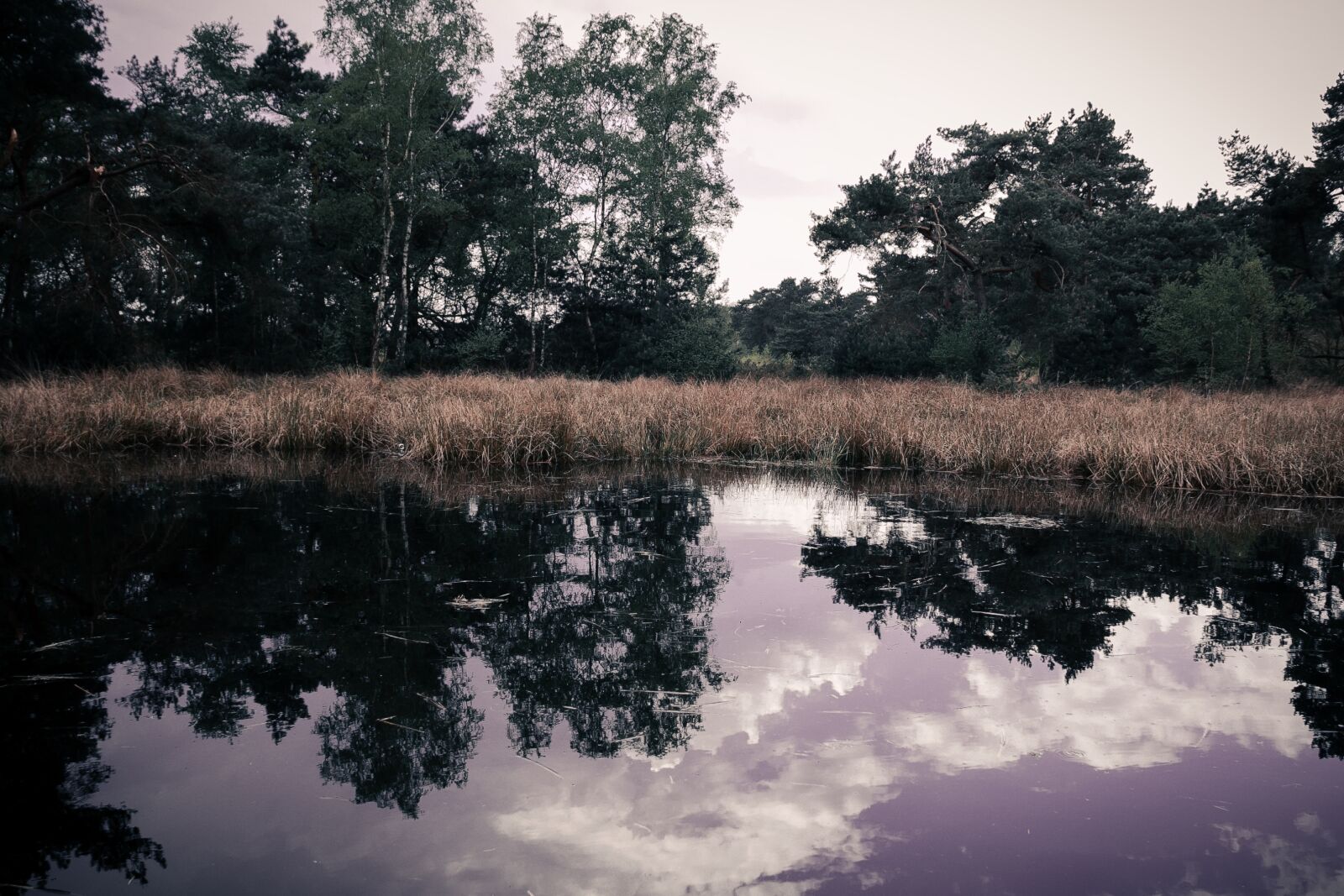Canon EOS 60D sample photo. Waters, tree, lake photography