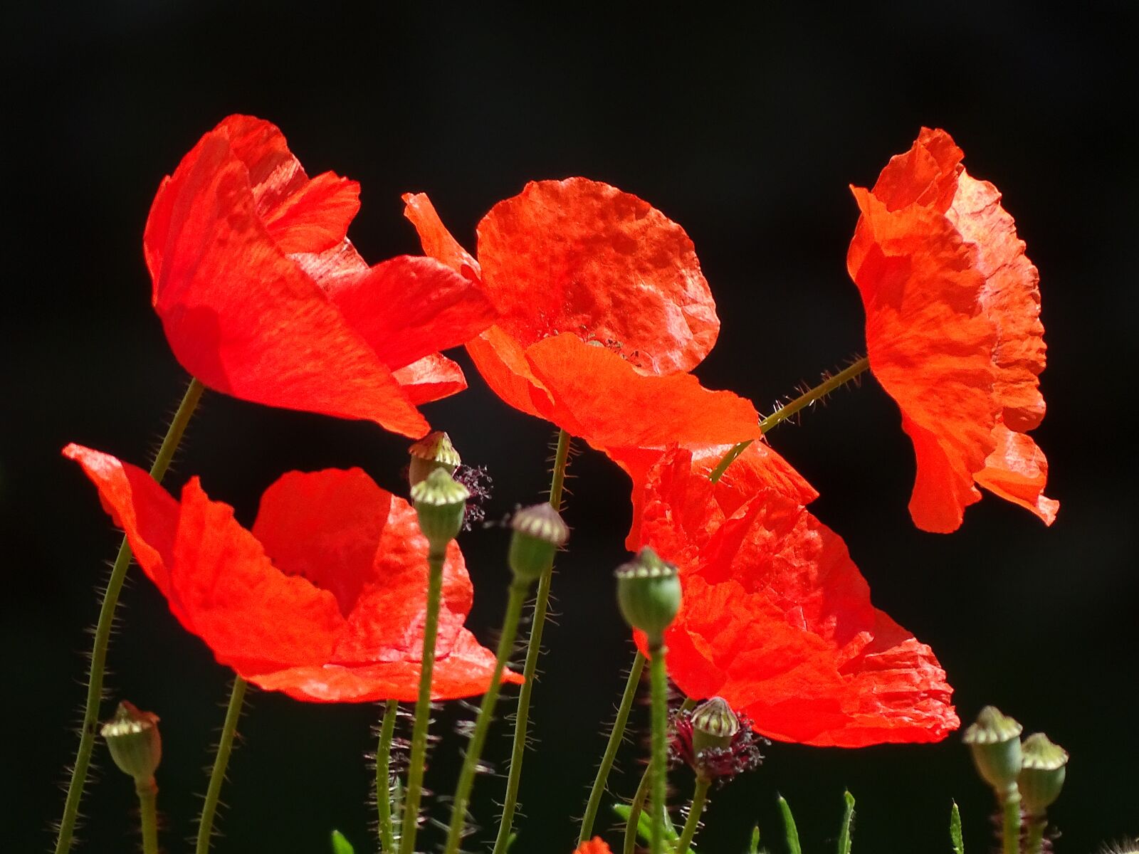 Sony Cyber-shot DSC-HX400V sample photo. Poppies, klatschmohm, flowers photography