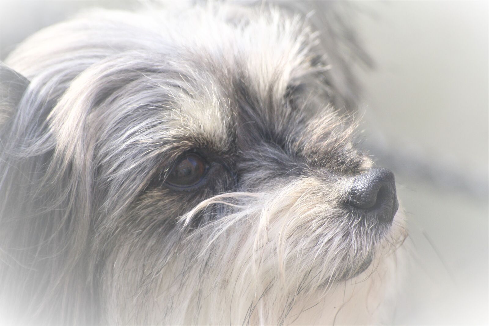 Canon EOS 1000D (EOS Digital Rebel XS / EOS Kiss F) sample photo. Animal, dog, yorkshire terrier photography