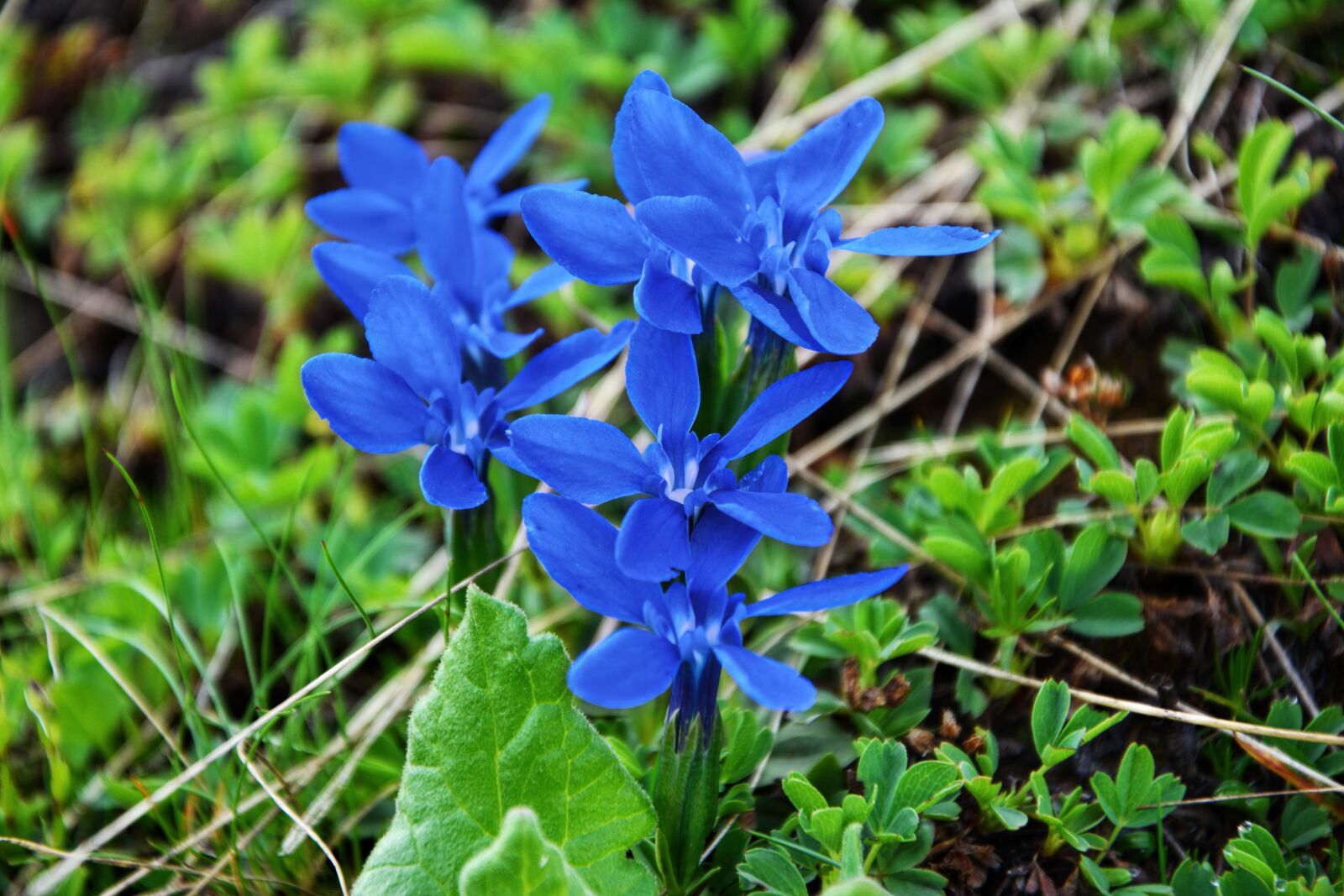 Nikon D7100 sample photo. Spring gentian, gentiana verna photography