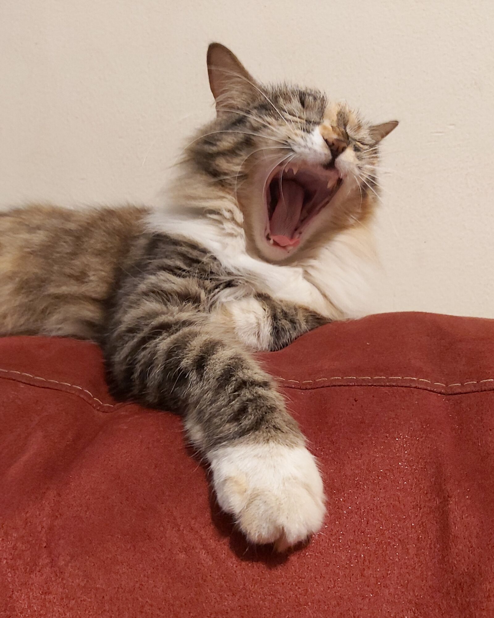 Samsung Galaxy A70 sample photo. Cat, coach, sleep photography