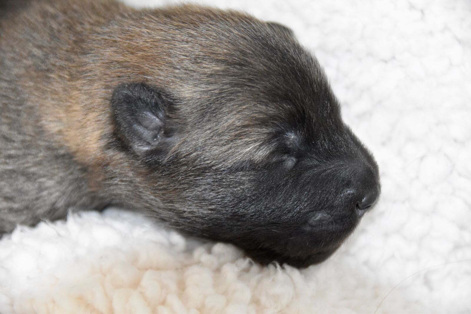 Nikon D5600 sample photo. Puppy, puppy portrait, dog photography