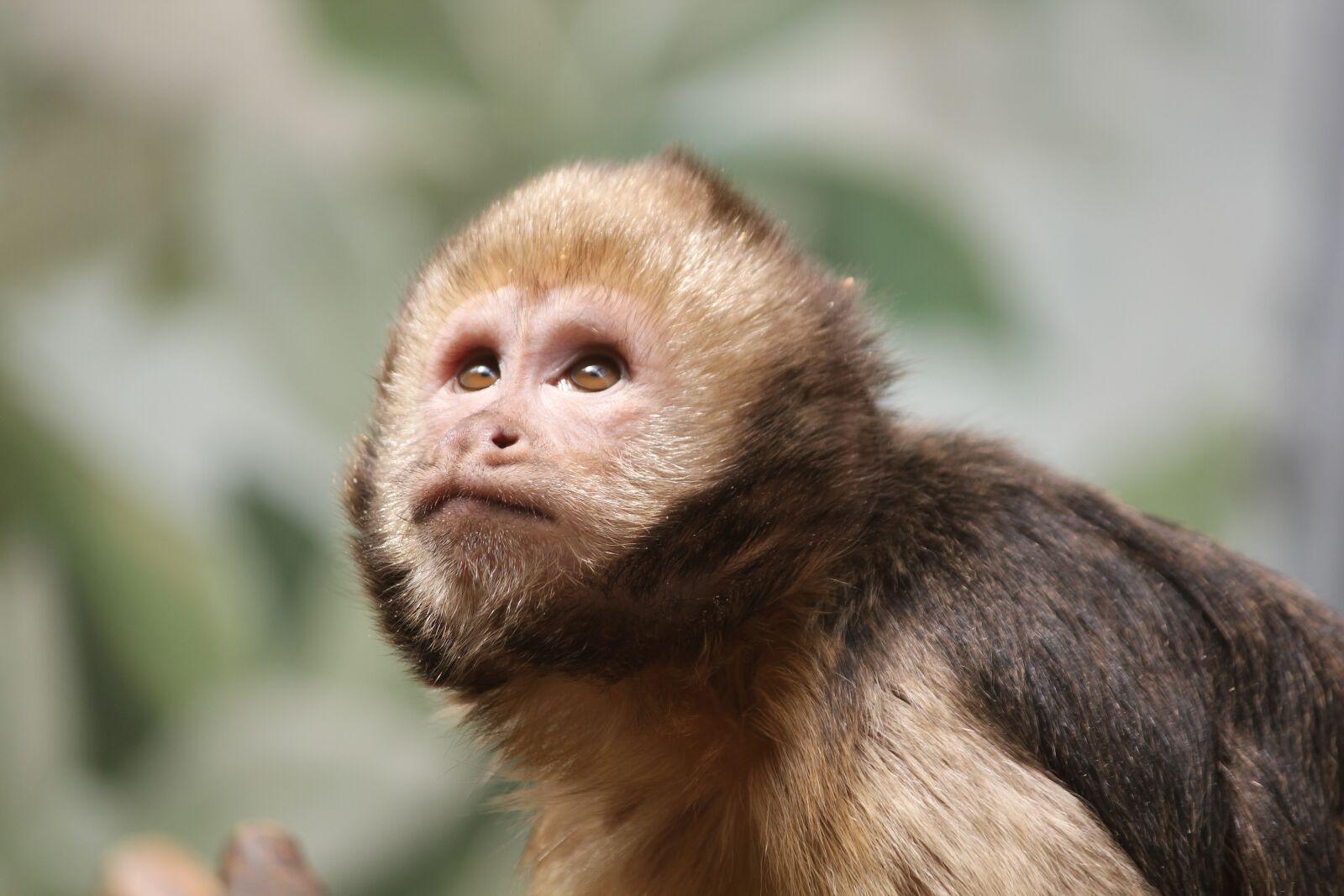Canon EOS 550D (EOS Rebel T2i / EOS Kiss X4) sample photo. Monkey, fauna, primate photography