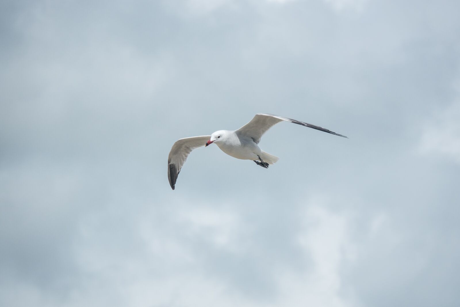 Sony Cyber-shot DSC-RX10 IV sample photo. Seagulls, sky, wind photography