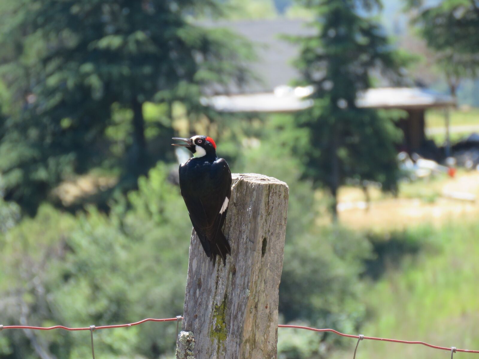 Canon PowerShot SX60 HS sample photo. Woodpecker, california woodpecker, wildlife photography