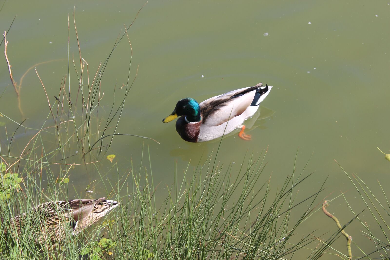 Canon EOS 600D (Rebel EOS T3i / EOS Kiss X5) sample photo. Duck, water, park photography