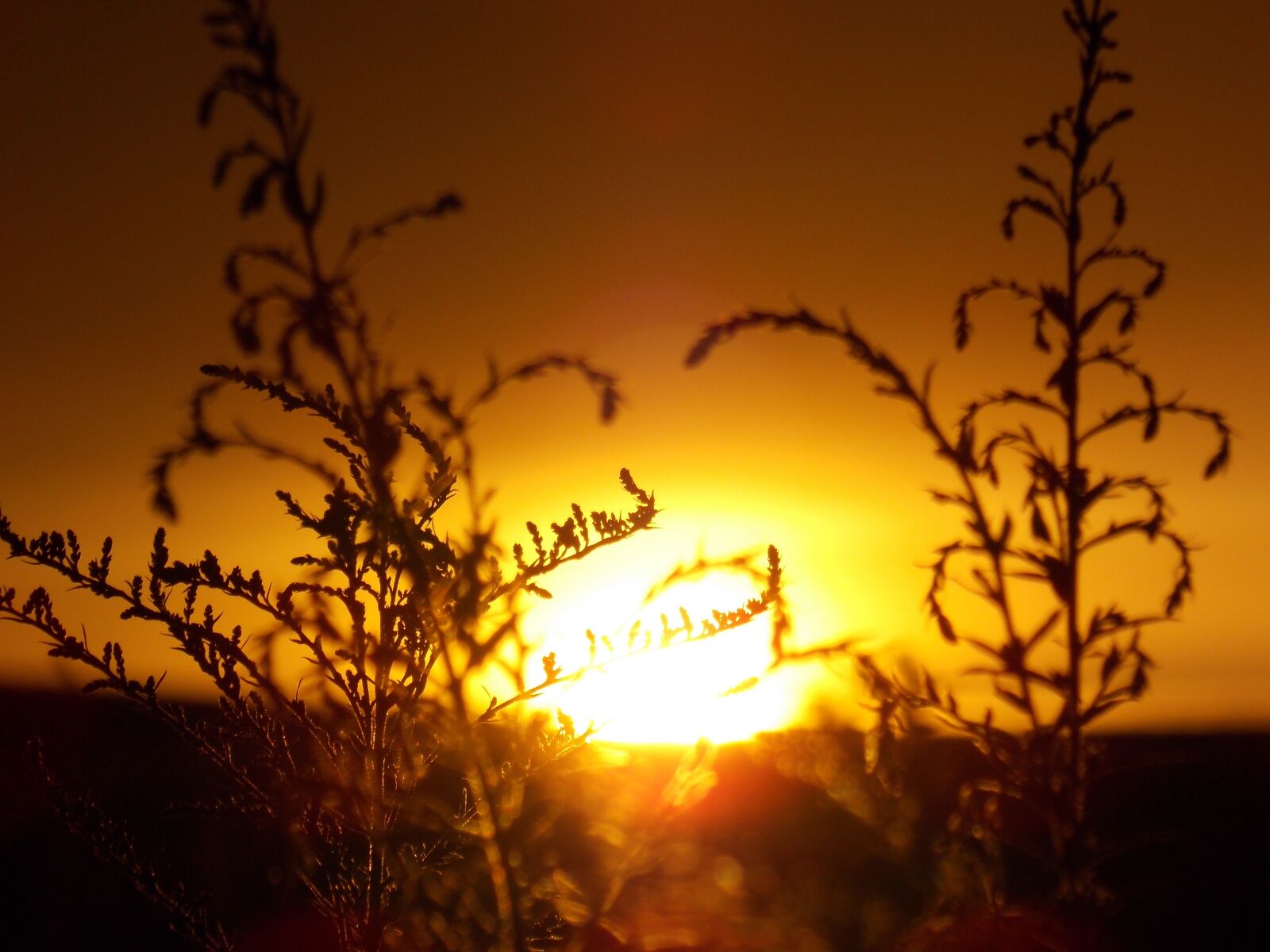 Nikon Coolpix L810 sample photo. Summer, sunset, nature photography