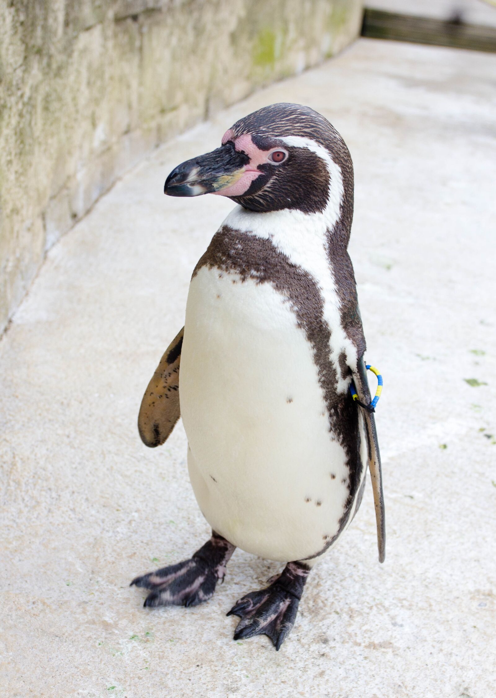 Canon EOS 60D + Canon EF 17-40mm F4L USM sample photo. Penguin, zoo, park photography