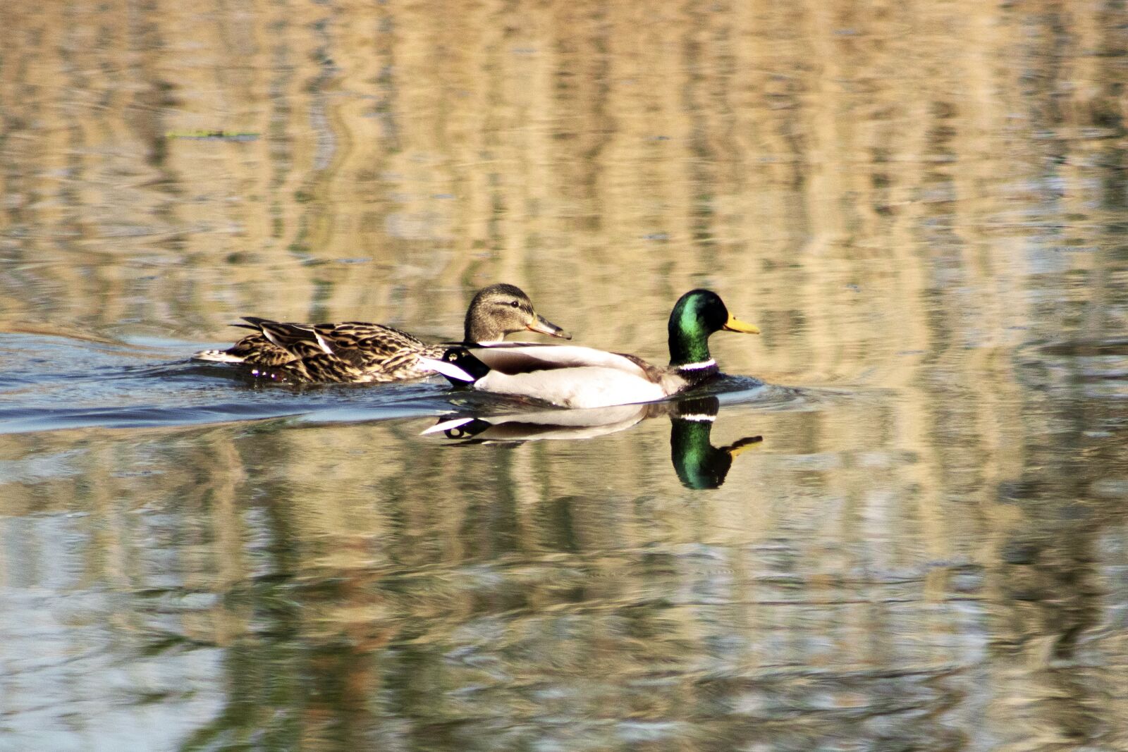 Canon EF75-300mm f/4-5.6 sample photo. Wild ducks, teal, duck photography