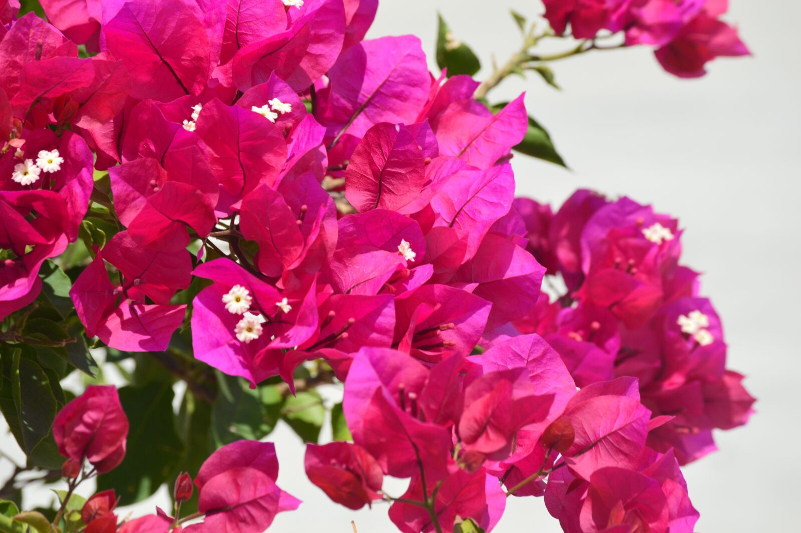 Nikon D3200 sample photo. Bougainvillea, flowers, pink photography