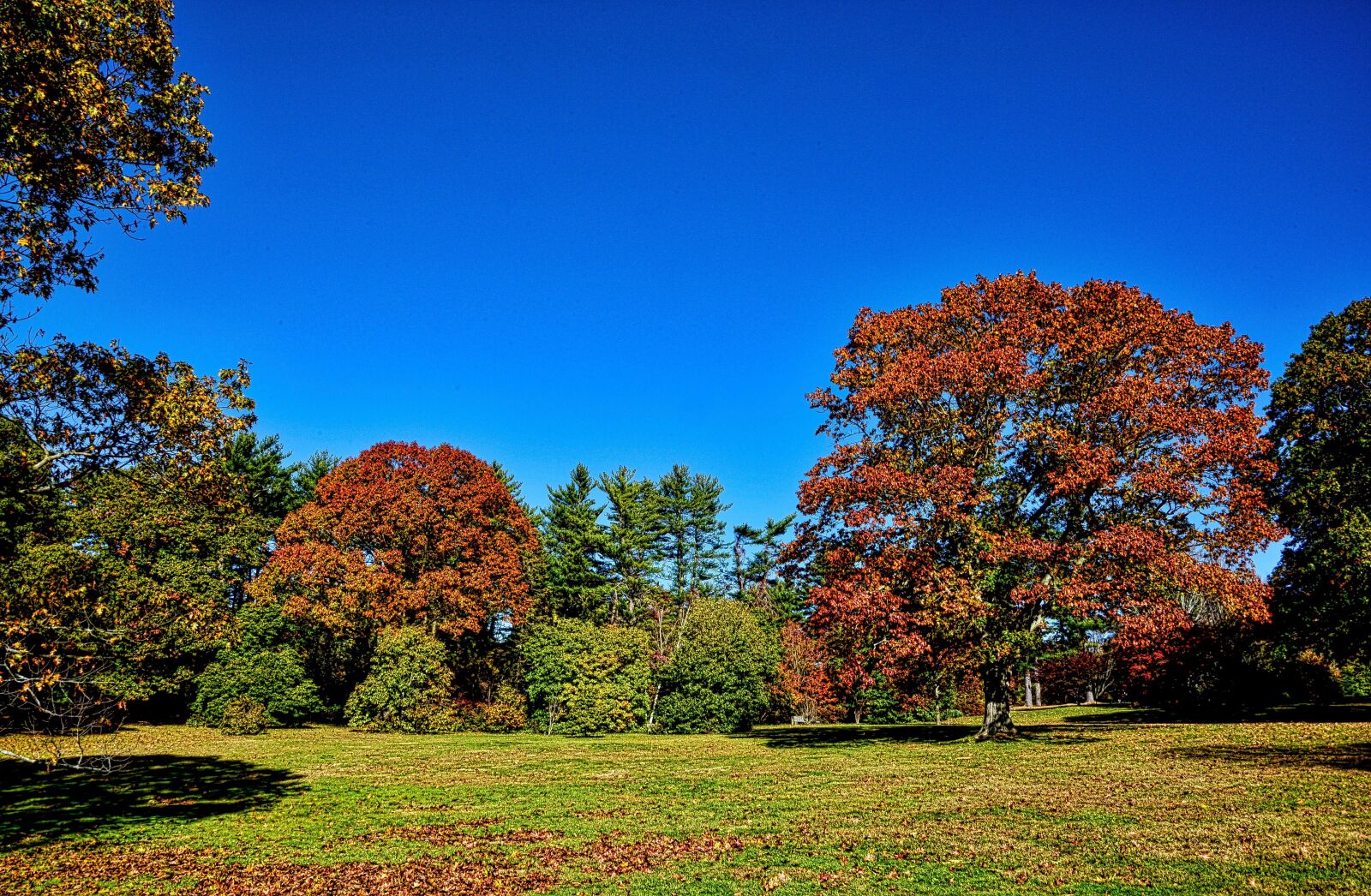 Nikon D750 sample photo. Planting fields, tree, fall photography
