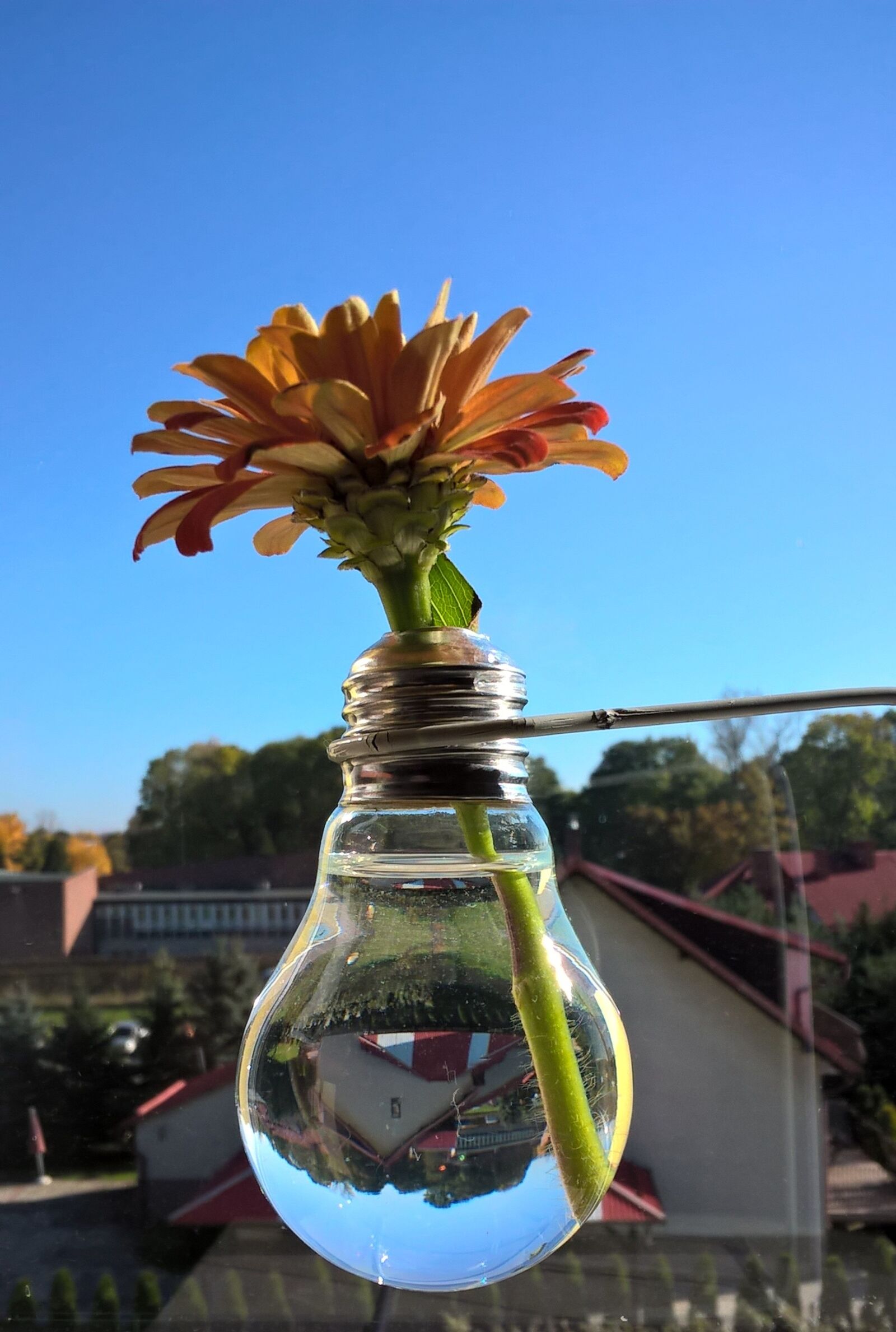 Microsoft Lumia 640 LTE sample photo. Flower, vase, window photography