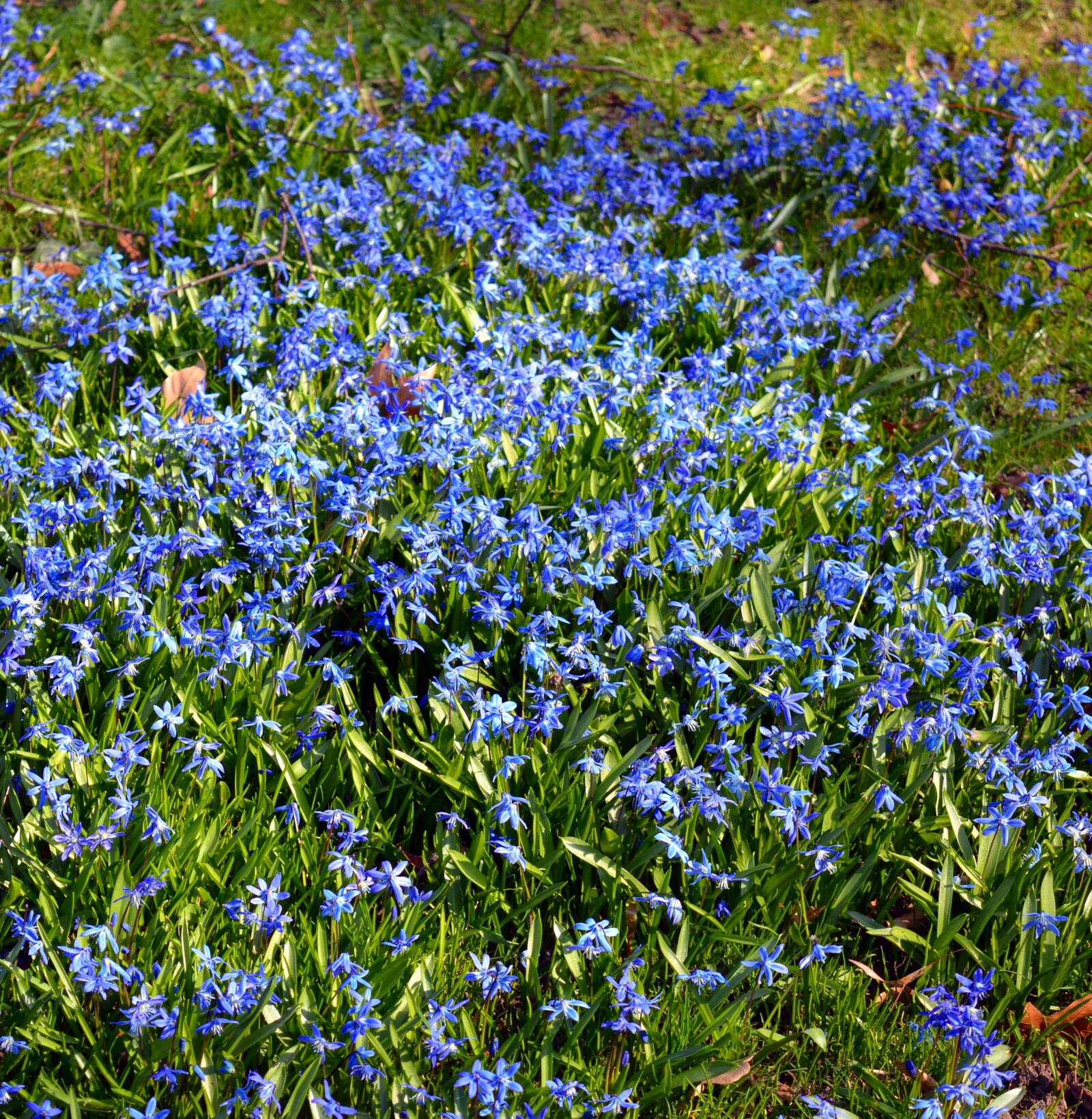 Nikon D3200 sample photo. Blue star, siberian blaustern photography