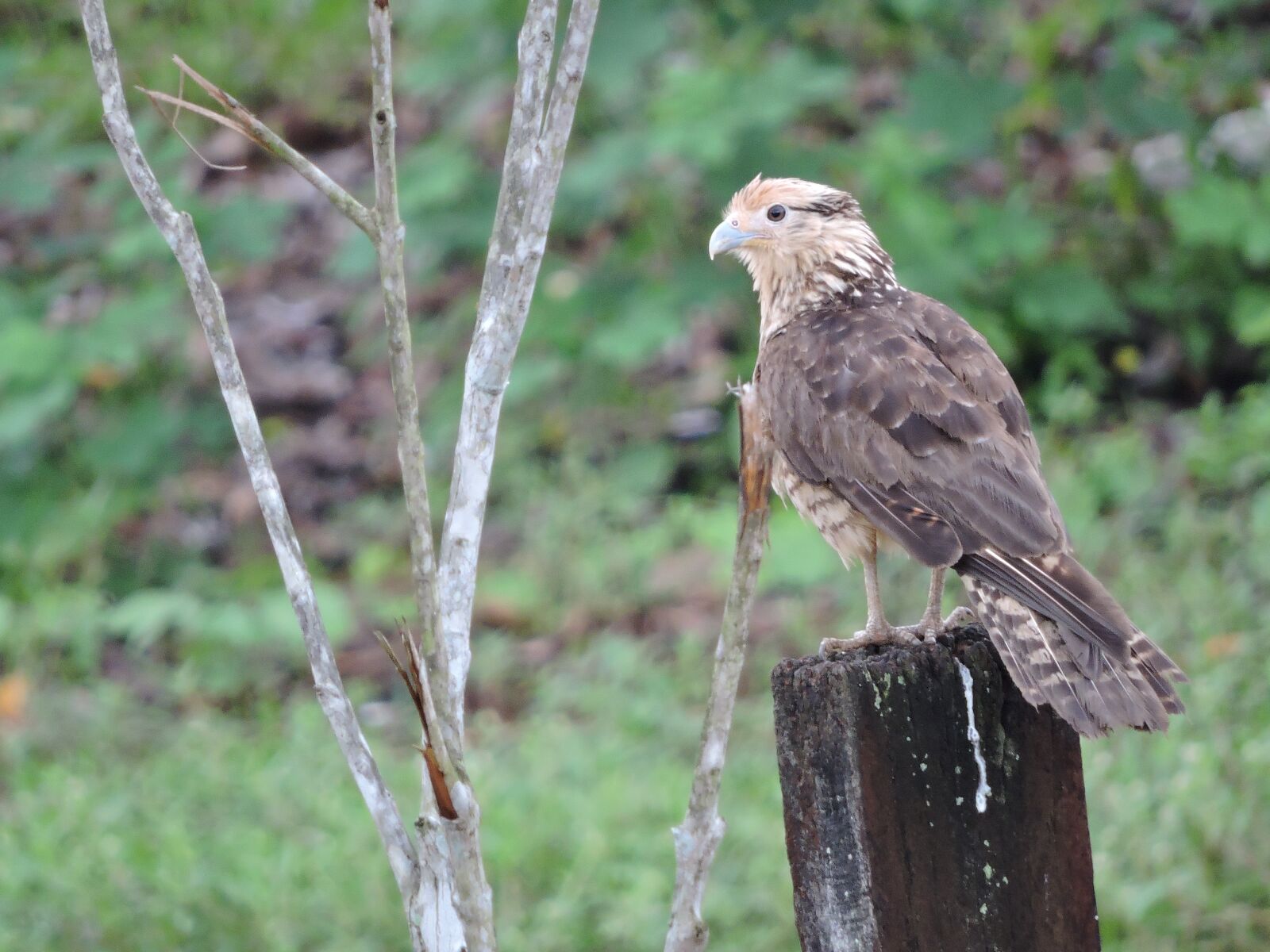 Nikon Coolpix P600 sample photo. Animals, nature, ecology photography