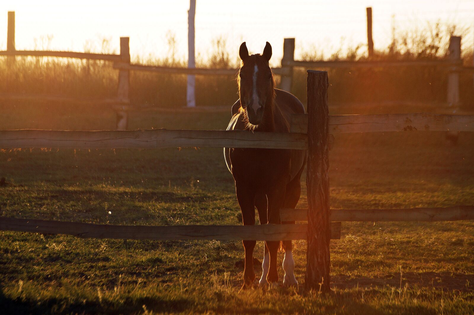 Sony SLT-A58 sample photo. Horse, sunset, fold photography