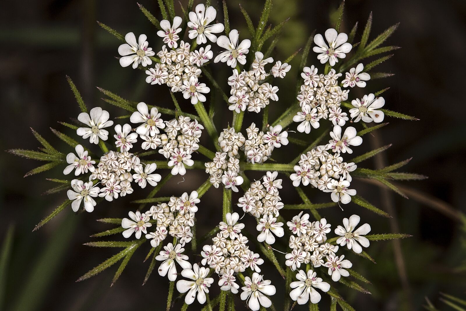 Canon EOS 50D sample photo. Carrot flowers, wild carrot photography