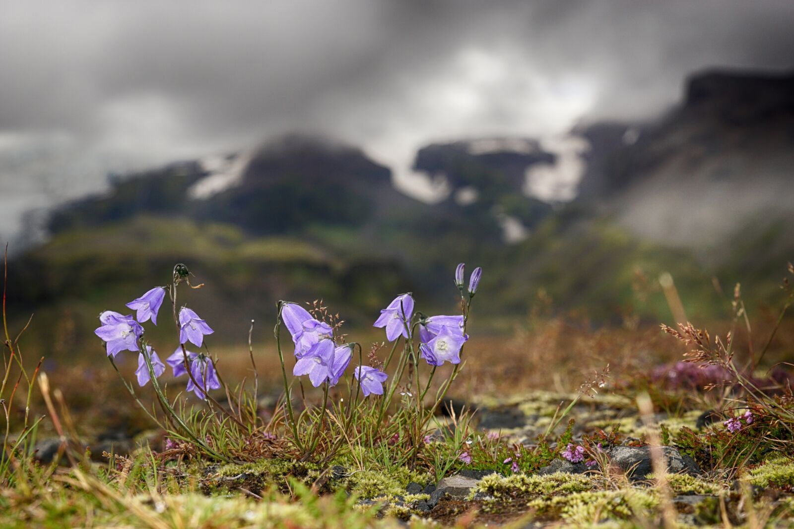 Sony ILCA-77M2 sample photo. Bellflower, shining, glacier photography