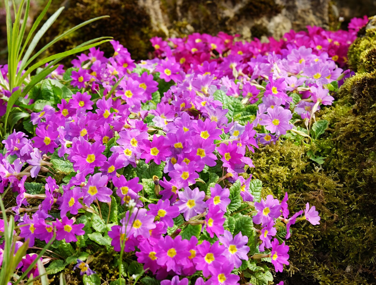 Fujifilm XF 55-200mm F3.5-4.8 R LM OIS sample photo. Primrose, carpet primrose, flowers photography