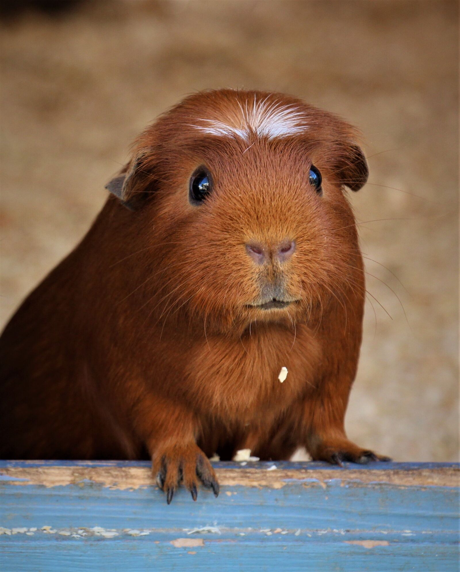 Canon EOS 700D (EOS Rebel T5i / EOS Kiss X7i) sample photo. Mammal, cute, portrait photography