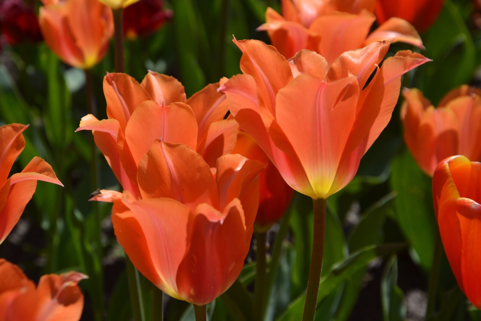 Nikon D3100 sample photo. Tulips, flowers, spring photography