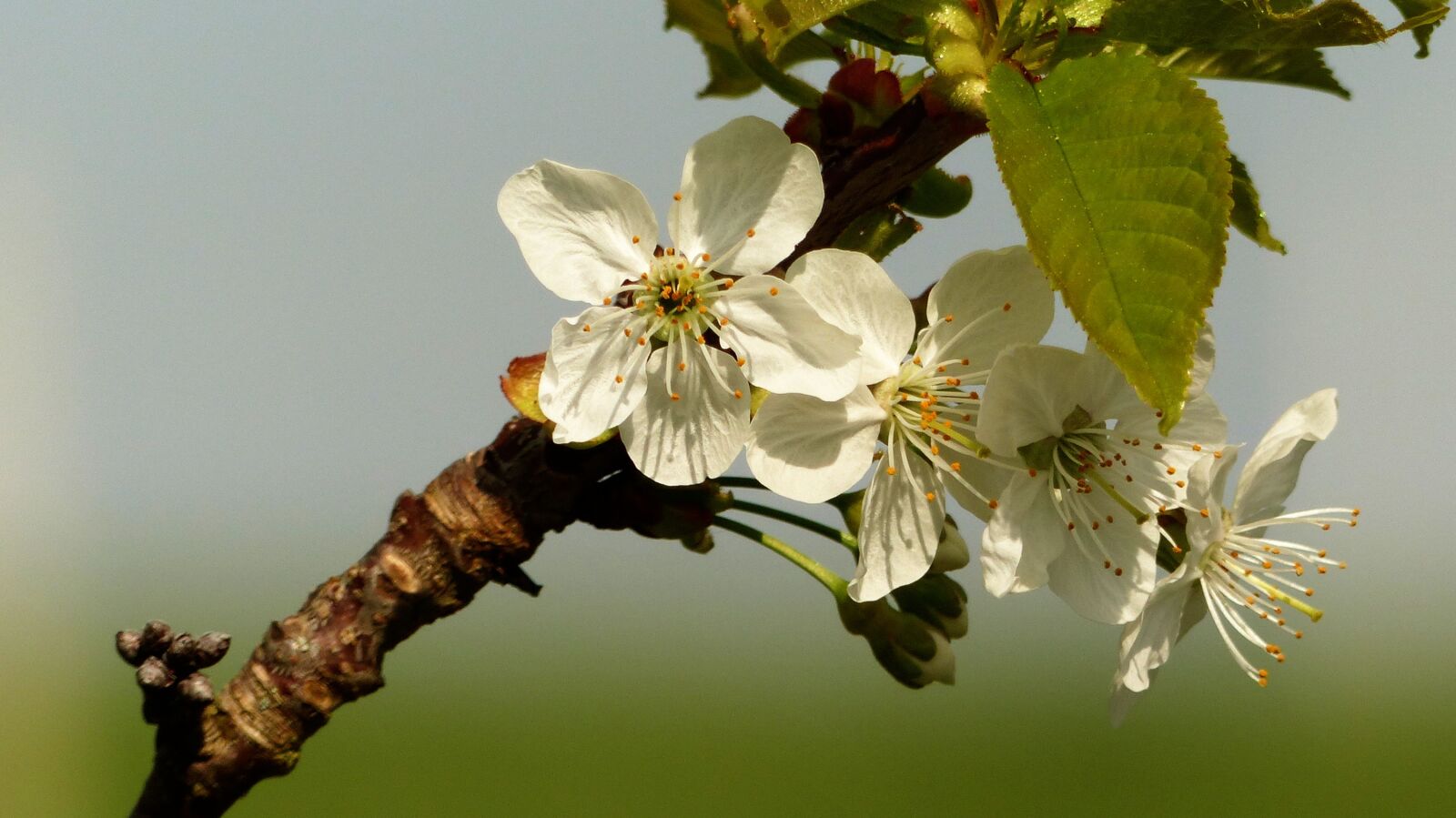 Panasonic Lumix DMC-FZ200 sample photo. Cherry, blossom, bloom photography