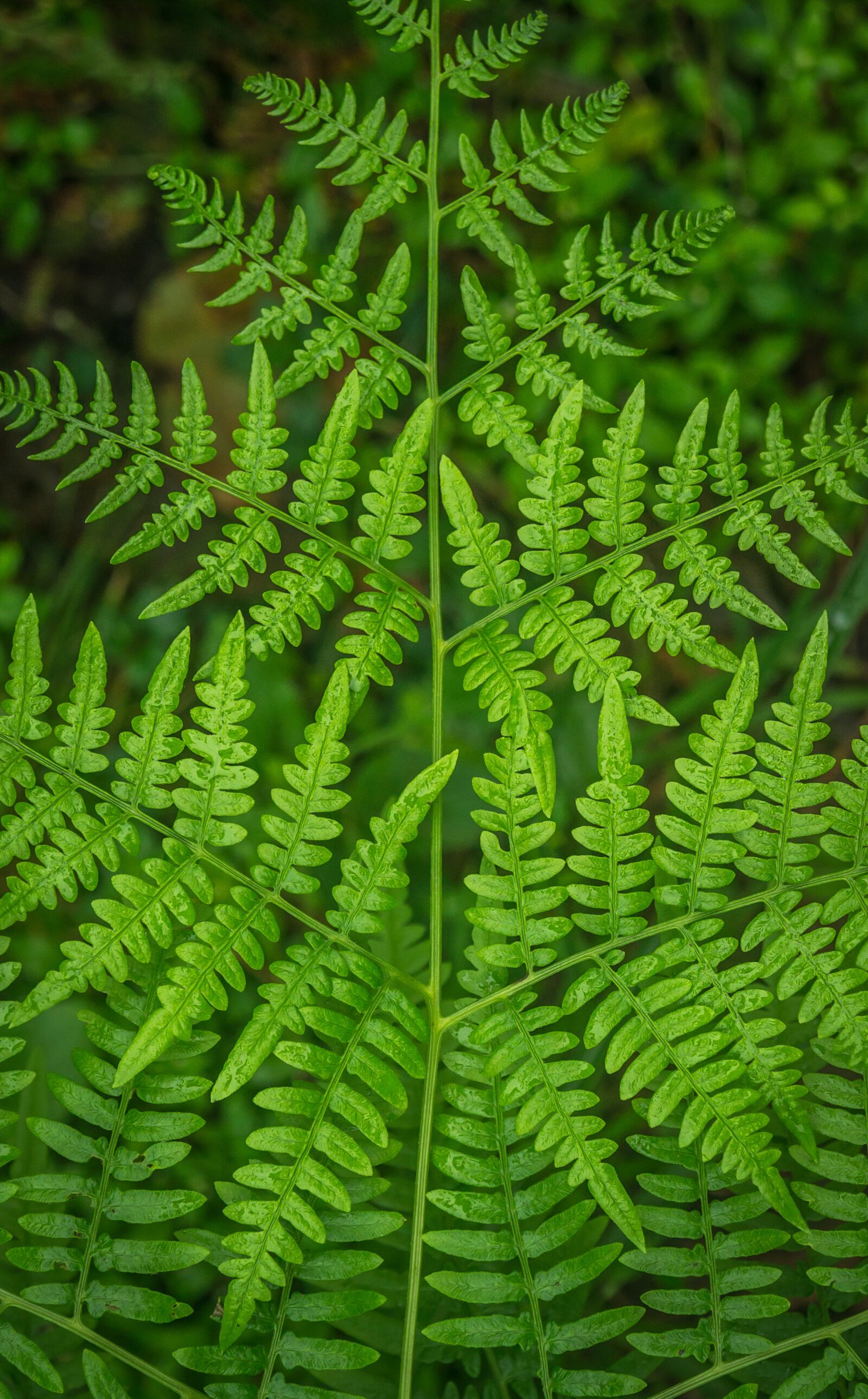 Sony Alpha NEX-5N sample photo. Bracken, plants, nature photography