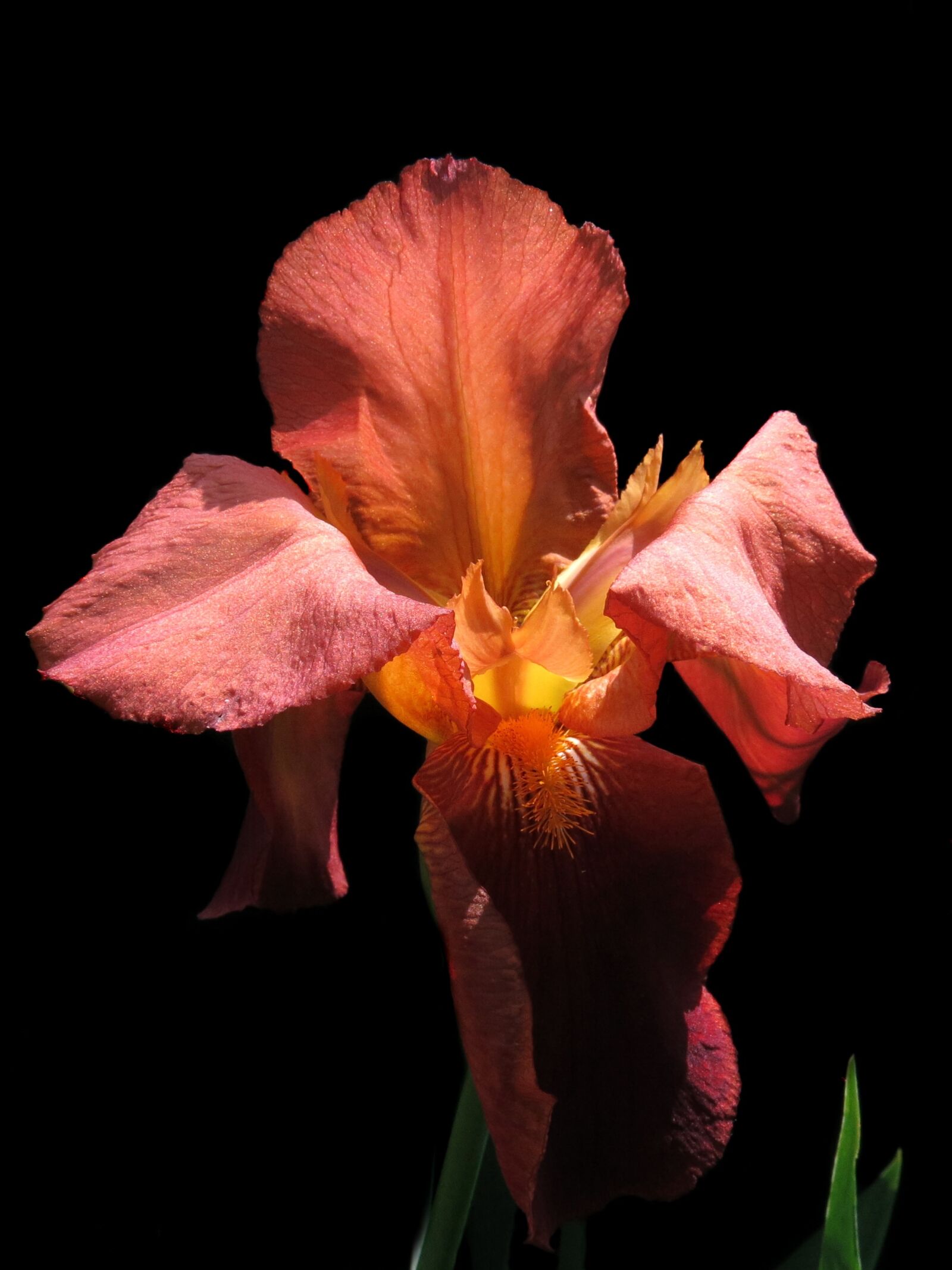 Canon PowerShot G15 sample photo. Bearded iris, red flower photography