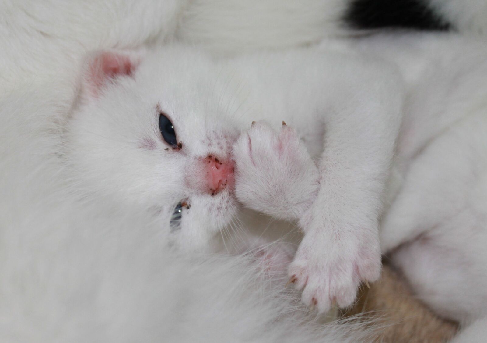 Canon EOS 1100D (EOS Rebel T3 / EOS Kiss X50) sample photo. Young kittens, sweet, pet photography