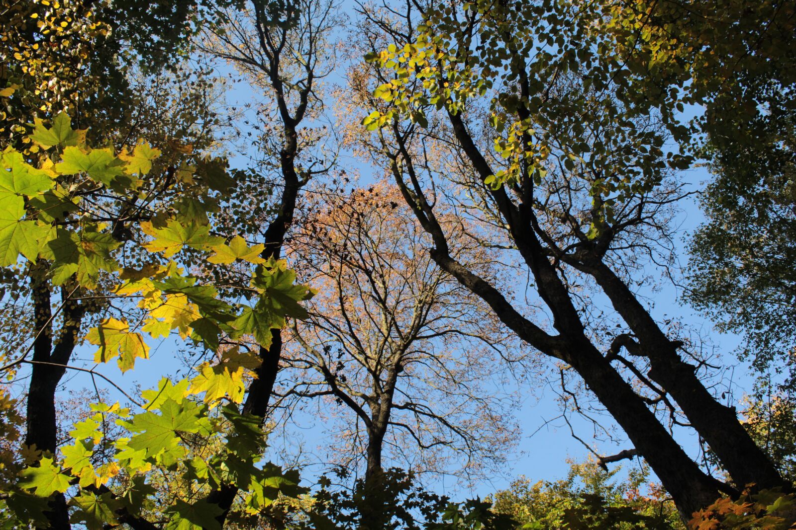 Canon EOS 4000D (EOS Rebel T100 / EOS 3000D) sample photo. Tree, poland, autumn photography