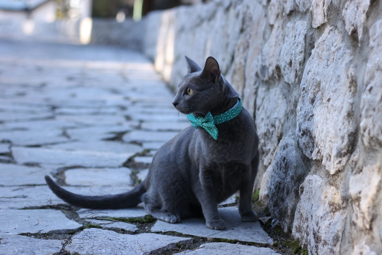 Canon EOS 1100D (EOS Rebel T3 / EOS Kiss X50) + Canon EF 50mm F1.8 STM sample photo. Cat, pet, pets photography