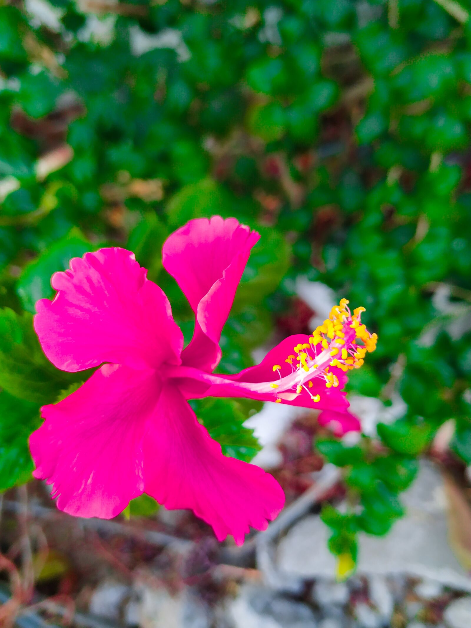 Xiaomi Mi A2 sample photo. Pink, palm sunday, flowers photography