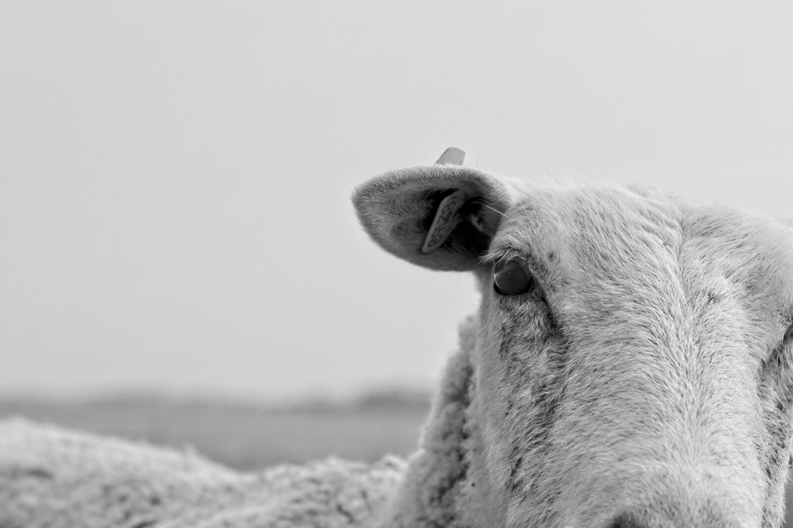 Canon EOS 6D Mark II sample photo. Sheep, cattle, nature photography