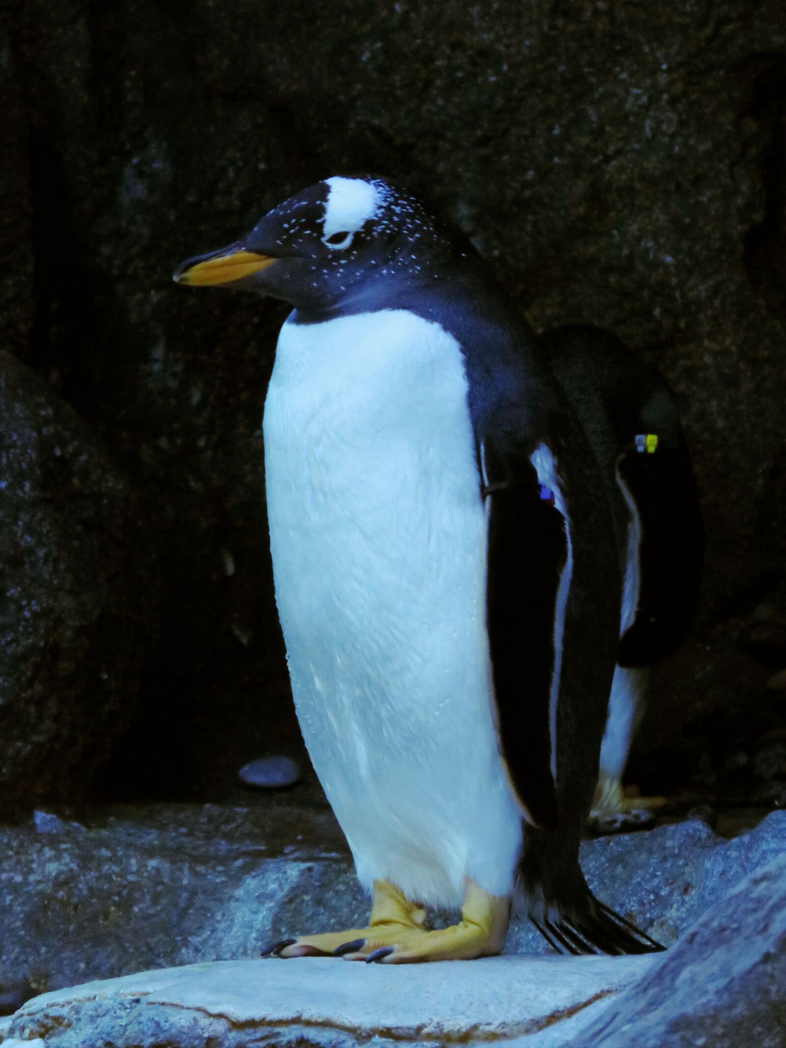 Canon PowerShot SX60 HS sample photo. Gentoo penguin, penguin, calgary photography