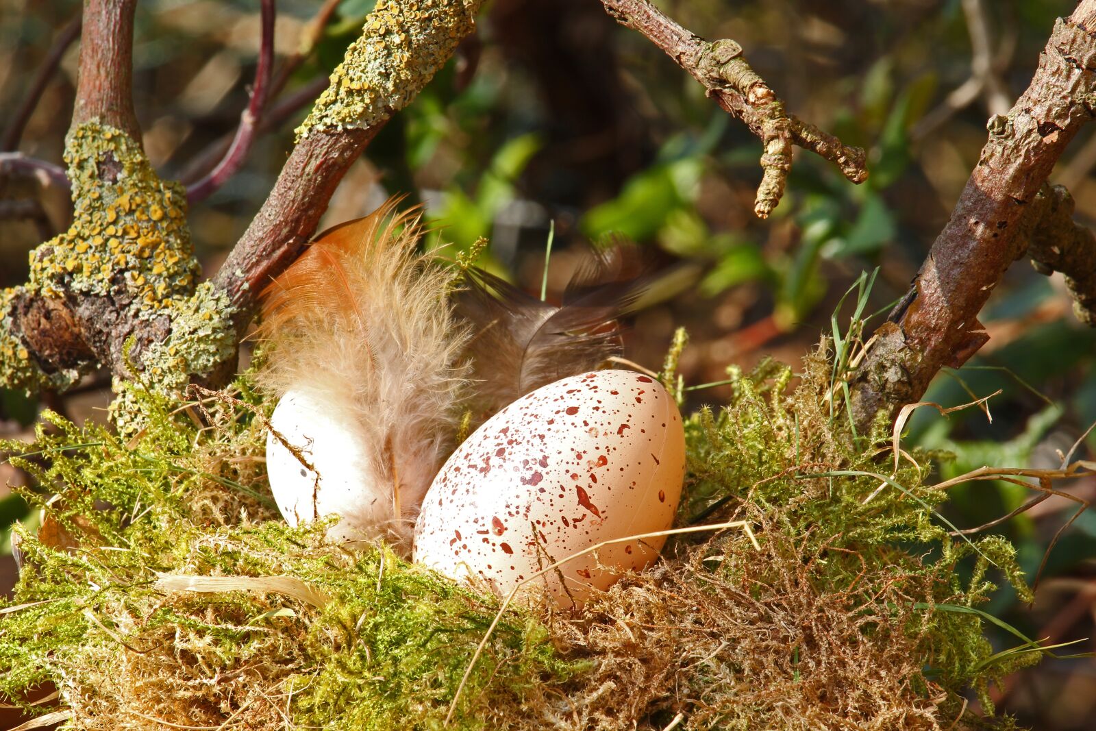 Canon EF-S 55-250mm F4-5.6 IS STM sample photo. Easter egg, easter nest photography