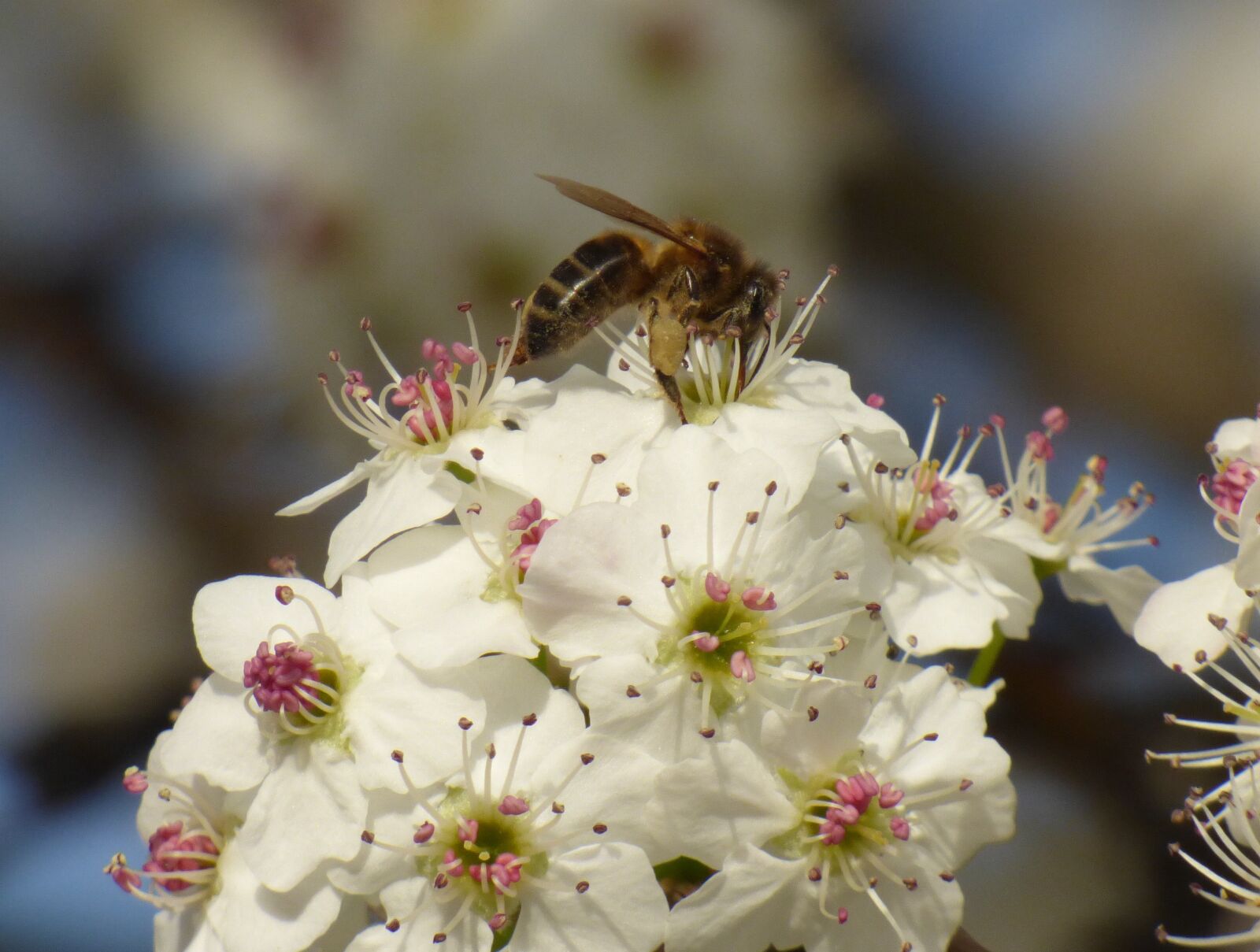 Panasonic DMC-FZ72 sample photo. Honeybee, flower, nectar photography