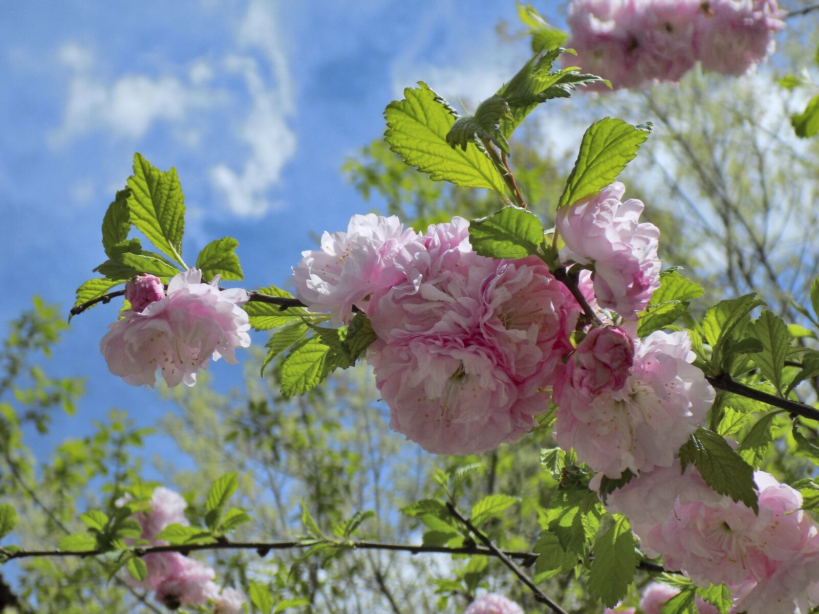 Nikon COOLPIX L330 sample photo. Almonds trilobate, bloom, flowers photography