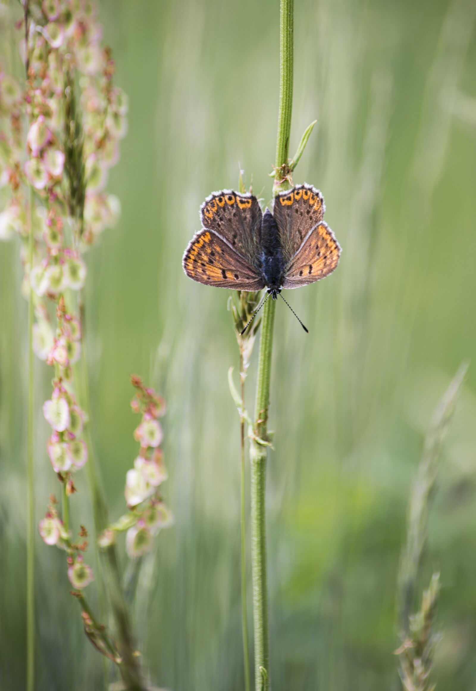 Nikon D3200 sample photo. Butterfly, nature, grass photography