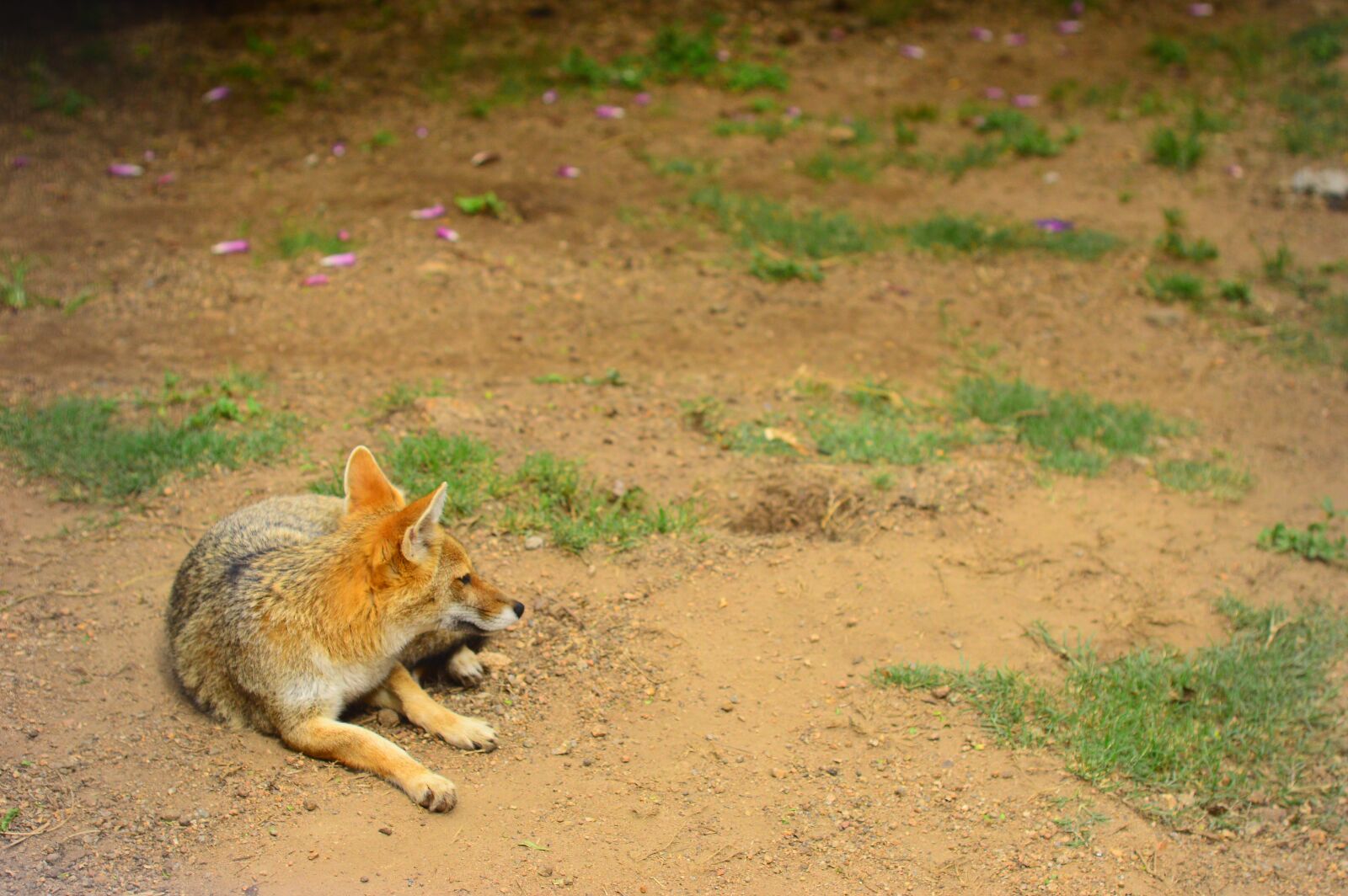 Nikon D3200 sample photo. Natural, ur, animals photography