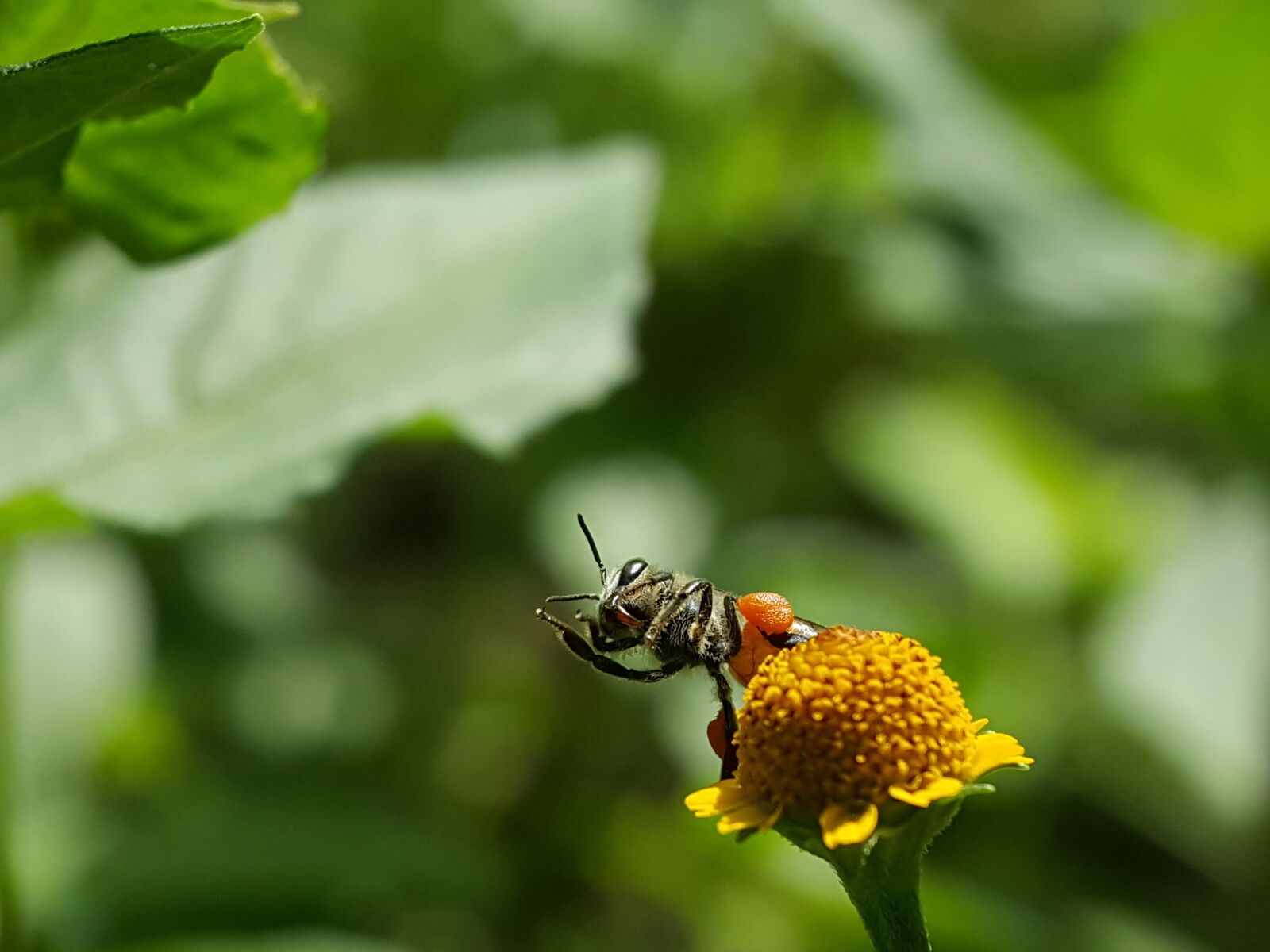 Samsung Galaxy Note5 sample photo. Bees, insects, flower photography